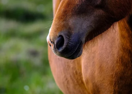 Do the Thing…(and a horse story)