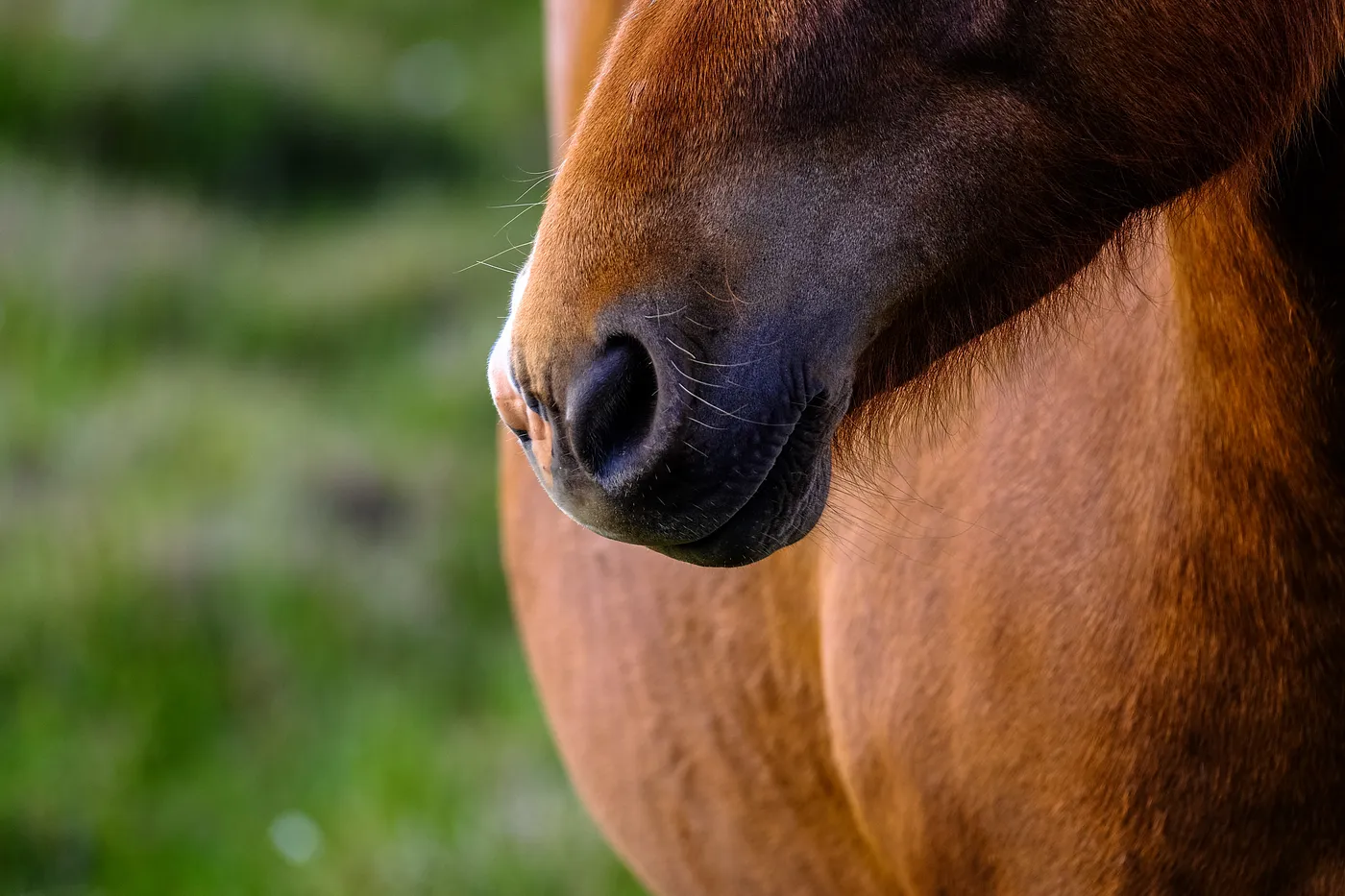 Do the Thing…(and a horse story)