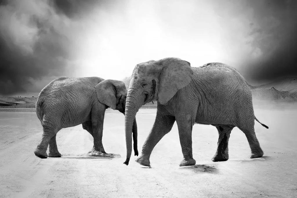 Two elephants walking across a desert in black and white