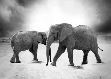 A tale of the elephant and her rider