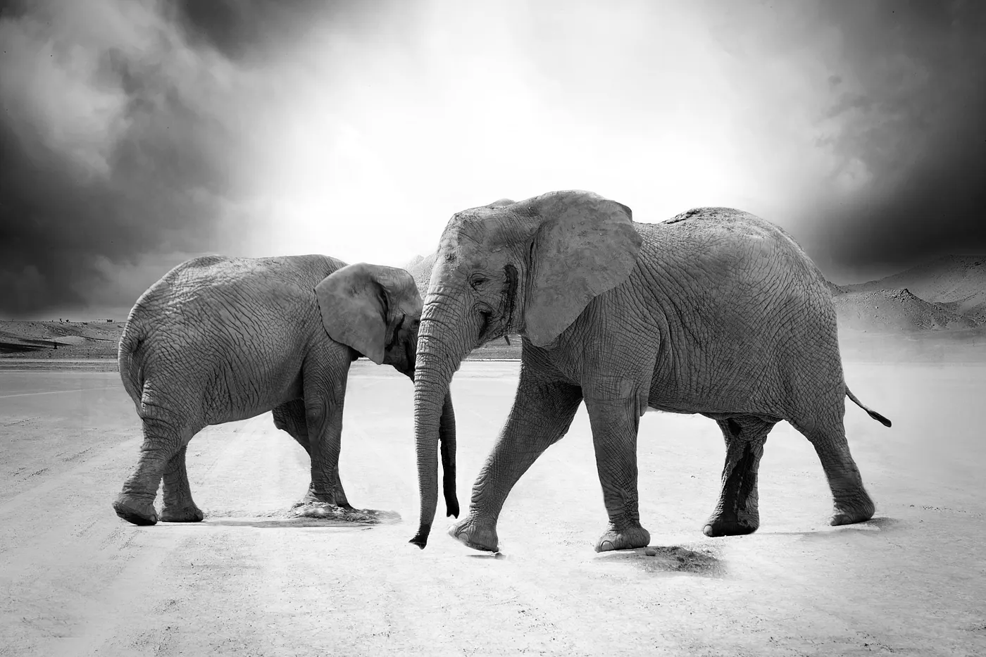 A tale of the elephant and her rider